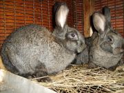  Продаю кроликов породы Бельгийский и Серый великан,  Новозеландская белая.
