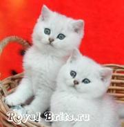 Питомник британских кошек Royal Brits