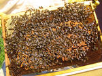 Пчелосемьи в утепленных ульях 12 рам с медом и магазинами с сушью