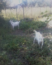 Продаётся дойная коза с 2 козлятами