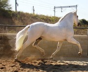 Чистокровный Испанский Конь (PRE)