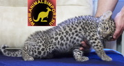  Продаю котят Леопарда (НОСИТЕЛИ ЧЕРНОГО ГЕНА) www.animalsimport.ru