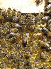 Пчелопакеты карпатка в Абакане доставка бесплатно