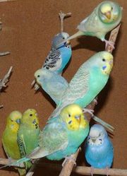 Крымские попугаи мелким оптом. Авто доставка