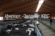Продажа коров дойных, нетелей молочных пород 