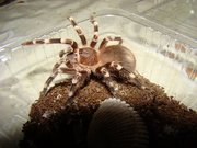 Паук Acanthoscurria geniculata