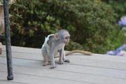 Милая девушка капуцин обезьян по усыновлению