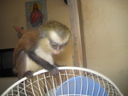 очаровательны обезьяна капуцин для принятия.
